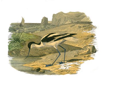 Naturgeschichtstafel: Zoologische Tafel, die langnasige Watvögel darstellt von Edouard Travies