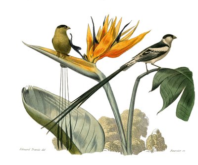 Naturgeschichte Tafel: Zoologische Tafel, die Körnerfresser darstellt von Edouard Travies