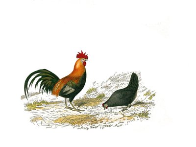 Naturgeschichte Tafel: Zoologische Tafel, die Hühner darstellt. Der Hahn und die Henne. Platte aus den neun Bänden über Vögel in „Gesammelte Werke von Buffon“ von Georges Louis Leclerc, Graf von Buffon von Edouard Travies
