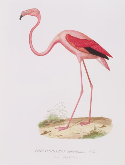 Phenicopterus americanus (Flamenco) graviert von Fournier, veröffentlicht von Bougeard von Edouard Travies