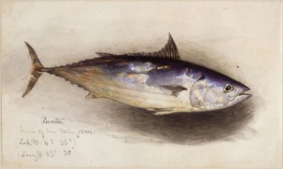 Fischstudie (Bonito-Thunfisch) von Eduard Hildebrandt