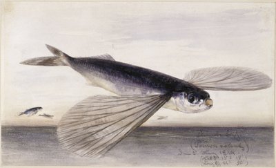 Fischstudien (Fliegender Fisch) von Eduard Hildebrandt