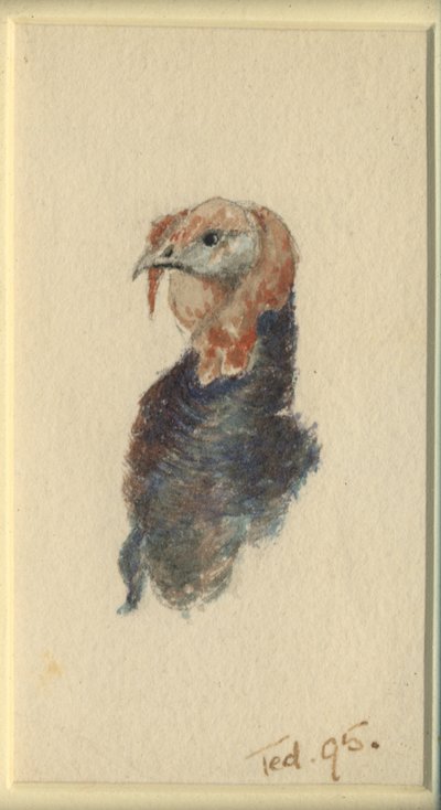 Studie eines Truthahns, 1895 von Edward Adrian Wilson