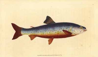 Arktischer Saibling, Salvelinus alpinus alpinus (Salvelian Saibling, Salmo salvelinus). Handkolorierte Kupferplatte gezeichnet und graviert von Edward Donovan aus seiner Natural History of British Fishes, Donovan und F.C. und J. Rivington, London von Edward Donovan