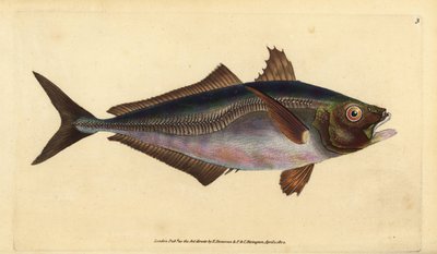 Atlantischer Stöcker, Trachurus trachurus (Stöcker, Scomber trachurus). Handkolorierte Kupferplatte gezeichnet und graviert von Edward Donovan aus seiner Naturgeschichte der britischen Fische, Donovan und F.C. und J. Rivington, London von Edward Donovan