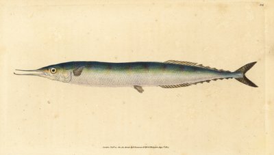 Atlantischer Hornhecht, Scomberesox saurus saurus. Handkolorierte Kupferstichzeichnung und -gravur von Edward Donovan aus seiner „Natural History of British Fishes“, Donovan und F.C. und J. Rivington, London von Edward Donovan