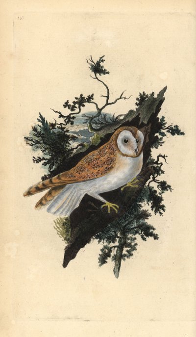 Schleiereule, Tyto alba. Handkolorierter Kupferstich von Edward Donovan aus seiner eigenen „Natural History of British Birds“, London von Edward Donovan