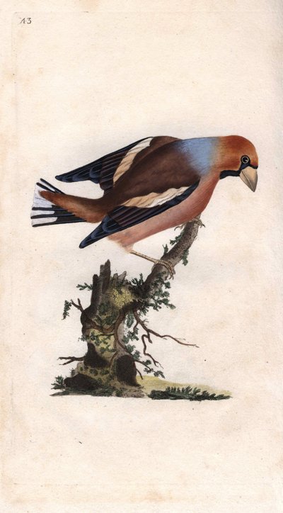 Großschnabel bricht Kern. Coccothraustes (Loxia coccothraustes). Kupferstich von Edward Donovan, veröffentlicht in Histoire naturelle des oiseaux britanniques, London von Edward Donovan