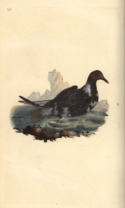 Lachmöwe, Chroicocephalus ridibundus, im Sommerkleid mit braunem Kopf. Handkolorierte Kupferstichzeichnung und -gravur von Edward Donovan aus seinem eigenen „Natural History of British Birds“, London von Edward Donovan