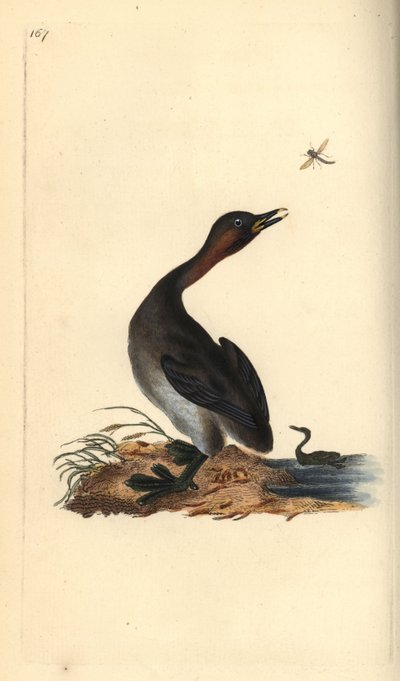 Schwarzkehlchen, Podiceps hebridicus. Handkolorierter Kupferstich gezeichnet und gestochen von Edward Donovan aus seinem eigenen „Natural History of British Birds“, London von Edward Donovan