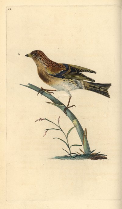 Bergfink, Fringilla montifringilla. Handkolorierte Kupferstich von Edward Donovan aus seiner Natural History of British Birds, London von Edward Donovan
