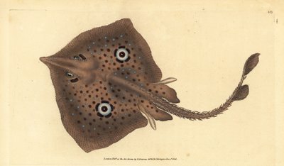 Brauner Rochen oder Spiegelrochen, Raja miraletus. Handkolorierte Kupferplatte gezeichnet und graviert von Edward Donovan aus seiner Naturgeschichte der britischen Fische, Donovan und F.C. und J. Rivington, London von Edward Donovan