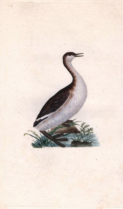 Zwergtaucher. Tachybaptus ruficollis. Kupferstich von Edward Donovan (1768-1837), veröffentlicht in „Histoire naturelle des oiseaux britanniques“, London von Edward Donovan