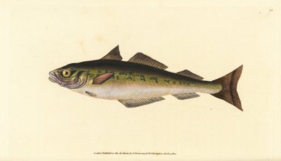 Köhler, Pollachius virens. Handkolorierte Kupferstich von Edward Donovan aus seiner Natural History of British Fishes, Donovan und F.C. und J. Rivington, London von Edward Donovan