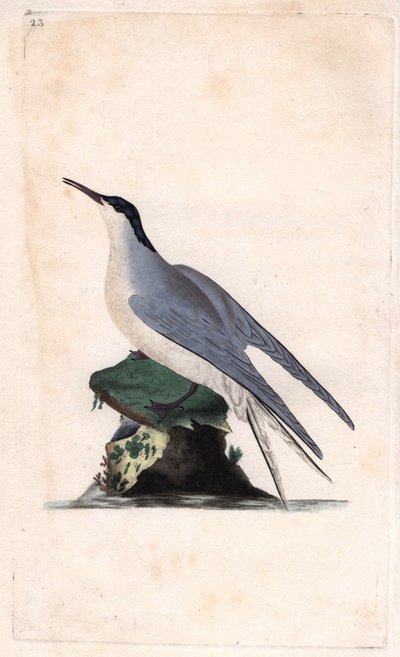 Fluss-Seeschwalbe, Sterna hirundo. Kupferstich von Edward Donovan, veröffentlicht in Histoire naturelle des oiseaux britanniques, London von Edward Donovan