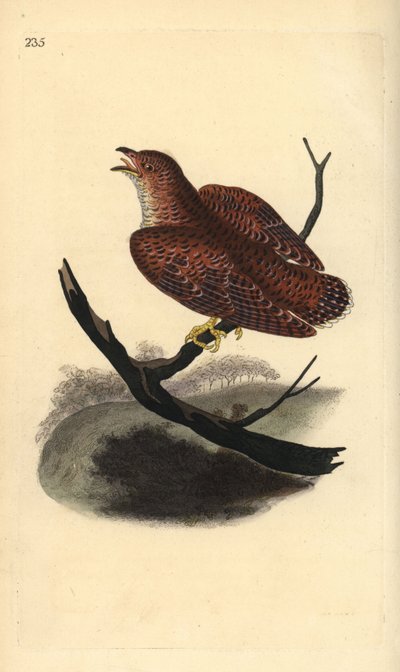 Kuckuck (juvenil), Cuculus canorus. Handkolorierter Kupferstich von Edward Donovan aus seiner eigenen „Natural History of British Birds“, London von Edward Donovan