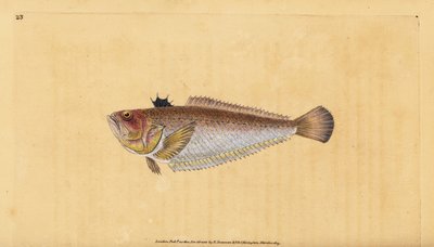 Großer Petermännchen, Trachinus draco. Handkolorierte Kupferstichzeichnung und -gravur von Edward Donovan aus seiner „Natural History of British Fishes“, Donovan und F.C. und J. Rivington, London von Edward Donovan
