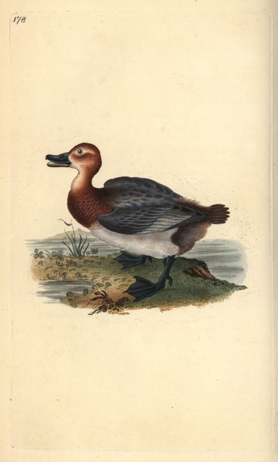 Tafelente, Aythya ferina (weiblich). Handkolorierte Kupferplatte von Edward Donovan aus seinem eigenen „Natural History of British Birds“ von Edward Donovan