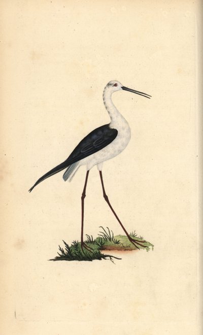 Stelzenläufer, Himantopus himantopus. Handkolorierte Kupferstichzeichnung und -gravur von Edward Donovan aus seiner „Natural History of British Birds“ von Edward Donovan