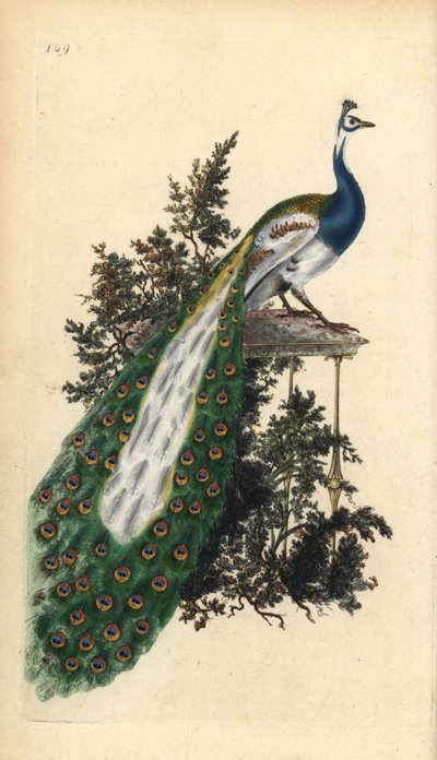 Pfau, Pavo cristatus. Handkolorierter Kupferstich gezeichnet und gestochen von Edward Donovan aus seinem eigenen „Natural History of British Birds“, London von Edward Donovan