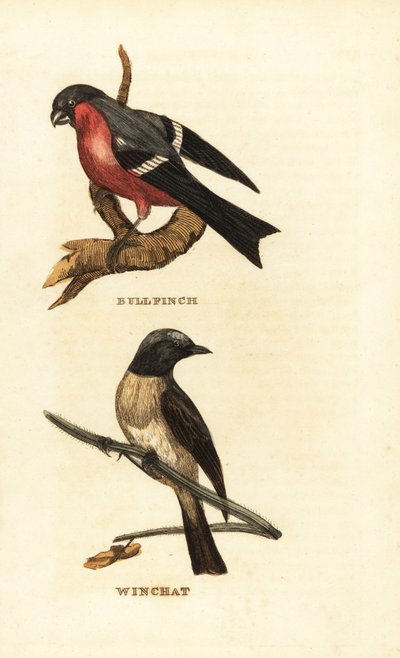 Gimpel, Pyrrhula pyrrhula, und Braunkehlchen, Saxicola rubetra von Edward Donovan