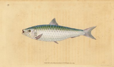 Europäische Sardine, Sardina pilchardus. Handkolorierte Kupferstichzeichnung und -gravur von Edward Donovan aus seiner „Natural History of British Fishes“, Donovan und F.C. und J. Rivington, London von Edward Donovan