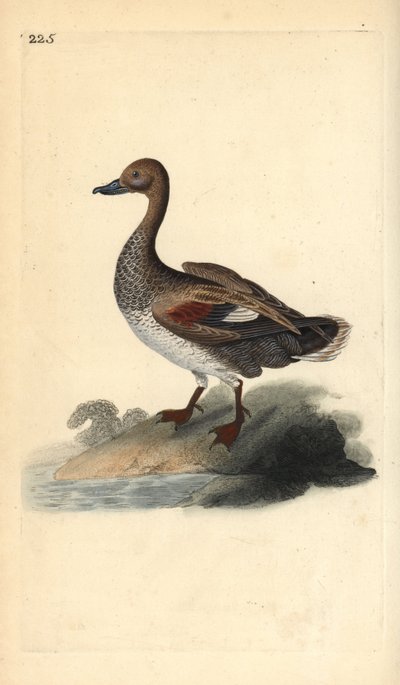 Schnatterente (männlich), Anas strepera. Handkolorierte Kupferstichzeichnung und -gravur von Edward Donovan aus seiner „Natural History of British Birds“, London von Edward Donovan
