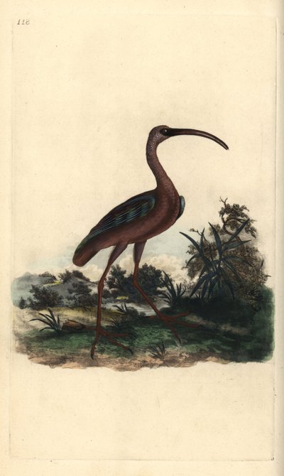 Brauner Sichler, Plegadis falcinellus. Handkolorierter Kupferstich von Edward Donovan aus seiner eigenen „Natural History of British Birds“, London von Edward Donovan