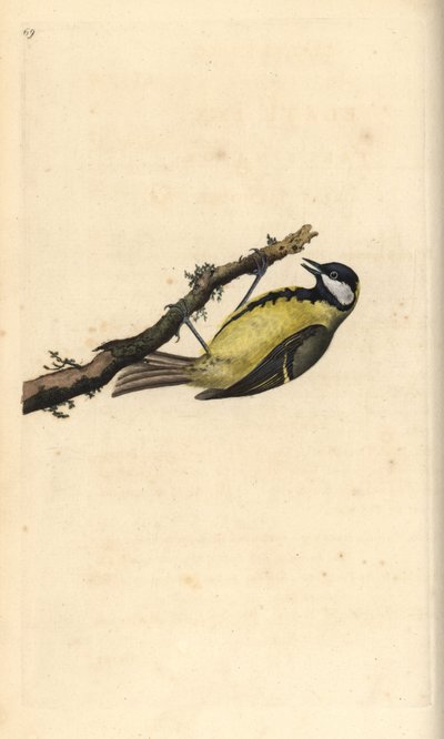 Kohlmeise, Parus major. Handkolorierter Kupferstich von Edward Donovan aus seiner eigenen „Natural History of British Birds“, London von Edward Donovan