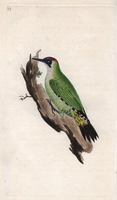Grünspecht, Picus viridis. Kupferstich von Edward Donovan, veröffentlicht in „Histoire naturelle des oiseaux britanniques“ von Edward Donovan