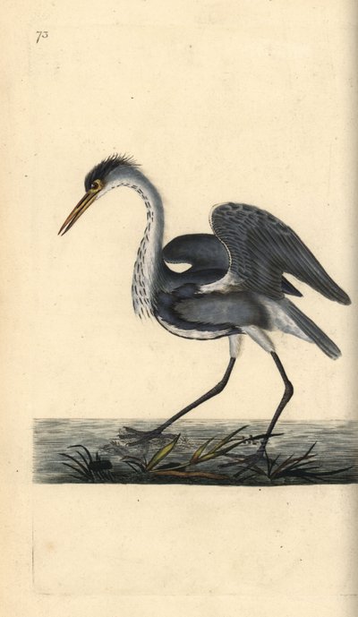 Graureiher, Ardea cinerea. Handkolorierte Kupferstichzeichnung und -gravur von Edward Donovan aus seiner Natural History of British Birds, London von Edward Donovan