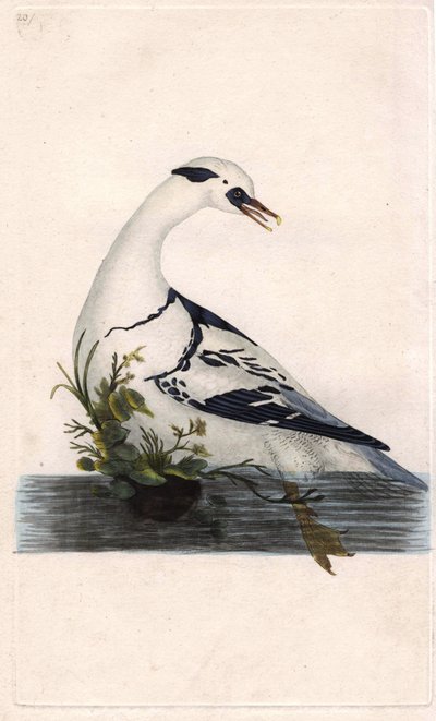 Zwergsäger, Mergus albellus. Kupferstich von Edward Donovan, veröffentlicht in „Histoire naturelle des oiseaux britanniques“ von Edward Donovan