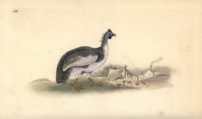 Helmperlhuhn, Numida meleagris. Handkolorierte Kupferstichzeichnung und -gravur von Edward Donovan aus seiner Natural History of British Birds, London von Edward Donovan