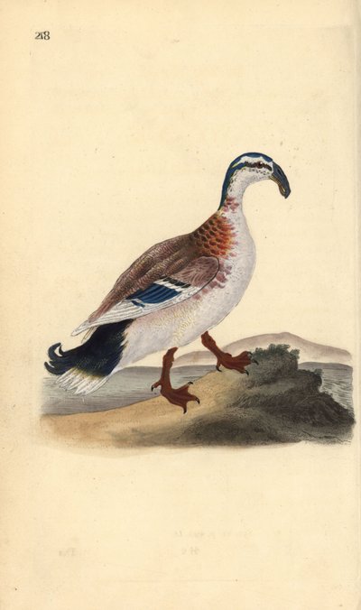 Haken-Schnabelente, Anas platyrhynchos. Handkolorierte Kupferplatte gezeichnet und graviert von Edward Donovan aus seiner eigenen „Natural History of British Birds,“ London von Edward Donovan