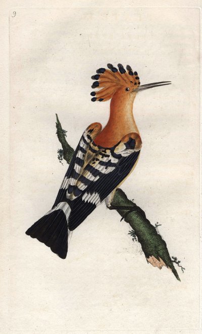 Wiedehopf. Upupa epops. Kupferstich von Edward Donovan (1768-1837), veröffentlicht in „Histoire naturelle des oiseaux britanniques“, London von Edward Donovan