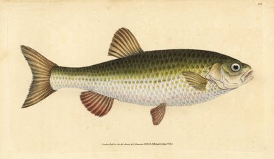 Aland, Leuciscus idus. Handkolorierte Kupferstichzeichnung und -gravur von Edward Donovan aus seiner „Natural History of British Fishes“, Donovan und F.C. und J. Rivington, London von Edward Donovan