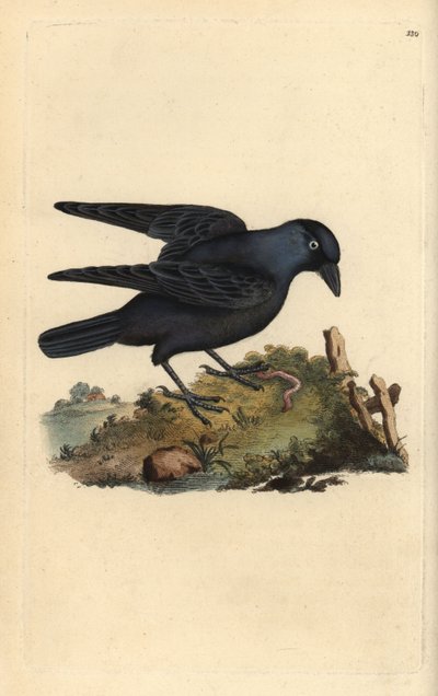 Dohle, Corvus monedula, mit Wurm. Handkolorierte Kupferstichgravur aus „Natural History of British Birds“ von Edward Donovan von Edward Donovan