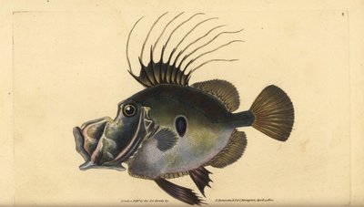 Petersfisch, Zeus faber. Handkolorierte Kupferstichzeichnung und -gravur von Edward Donovan aus seiner „Natural History of British Fishes“ von Edward Donovan