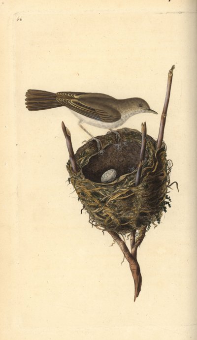 Klappergrasmücke, Sylvia communis, mit Nest und Ei. Handkolorierte Kupferstich von Edward Donovan aus seiner Natural History of British Birds, London von Edward Donovan