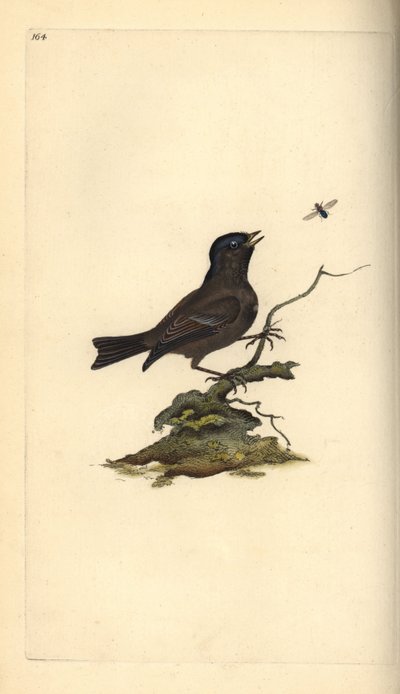 Sumpfmeise, Poecile palustris. Handkolorierte Kupferplatte gezeichnet und graviert von Edward Donovan aus seiner Natural History of British Birds, London von Edward Donovan