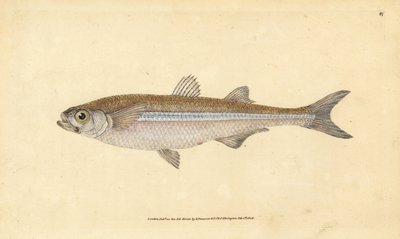 Mittelmeer-Sandaal oder Europäische Ätherine, Atherina hepsetus. Handkolorierte Kupferplatte gezeichnet und graviert von Edward Donovan aus seiner Naturgeschichte der britischen Fische, Donovan und F.C. und J. Rivington, London von Edward Donovan