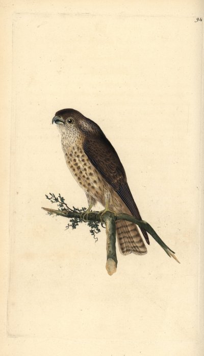 Merlin, Falco columbarius. Handkolorierter Kupferstich von Edward Donovan aus seiner eigenen „Natural History of British Birds“, London von Edward Donovan
