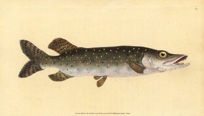 Hecht, Esox lucius. Handkolorierte Kupferplatte gezeichnet und graviert von Edward Donovan aus seiner Naturgeschichte der britischen Fische, Donovan und F.C. und J. Rivington, London von Edward Donovan