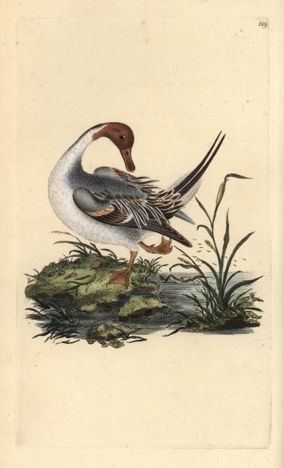Spießente, Anas acuta. Handkolorierte Kupferstichgravur aus „Natural History of British Birds“ von Edward Donovan von Edward Donovan