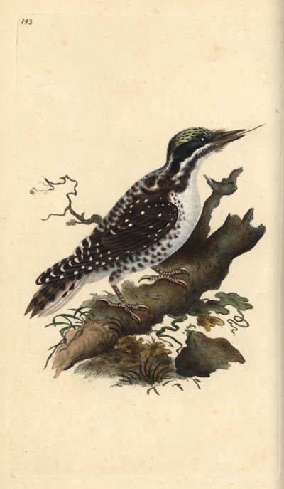 Dreizehenspecht, Picoides tridactylus. Handkolorierte Kupferstich von Edward Donovan aus seiner Natural History of British Birds, London von Edward Donovan