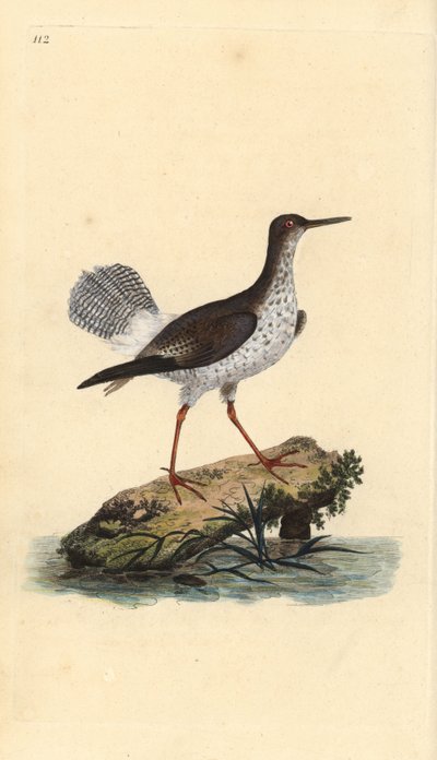 Rotschenkel, Tringa totanus. Handkolorierte Kupferstichgravur aus „Natural History of British Birds“ von Edward Donovan von Edward Donovan