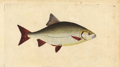 Rotfeder, Scardinius erythrophthalmus (Rotauge, Cyprinus erythrophthalmus). Handkolorierte Kupferstichzeichnung und Gravur von Edward Donovan aus seiner Natural History of British Fishes, Donovan und F.C. und J. Rivington, London von Edward Donovan