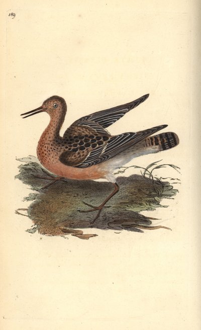 Kampfläufer, Philomachus pugnax, Weibchen von Edward Donovan