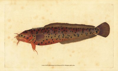 Küsten-Knurrhahn, Gaidropsarus mediterraneus (Dreibärtiger Kabeljau oder Knurrhahn, Gadus tricirratus) von Edward Donovan