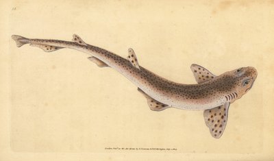 Kleiner gefleckter Katzenhai, Scyliorhinus canicula. Handkolorierte Kupferstichzeichnung und -gravur von Edward Donovan aus seiner „Natural History of British Fishes“ von Edward Donovan